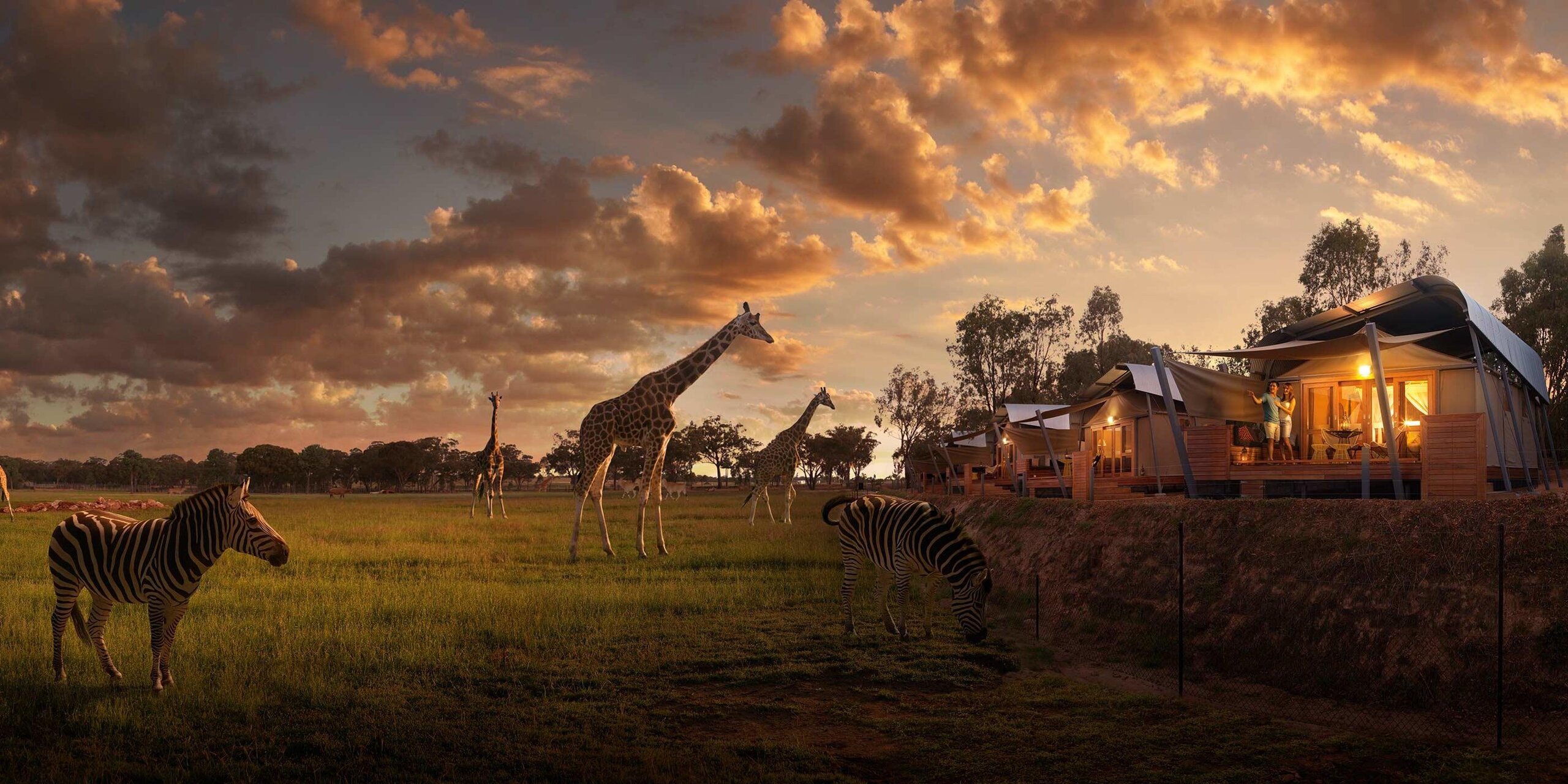 Zebras and giraffes looking at glamping accommodation