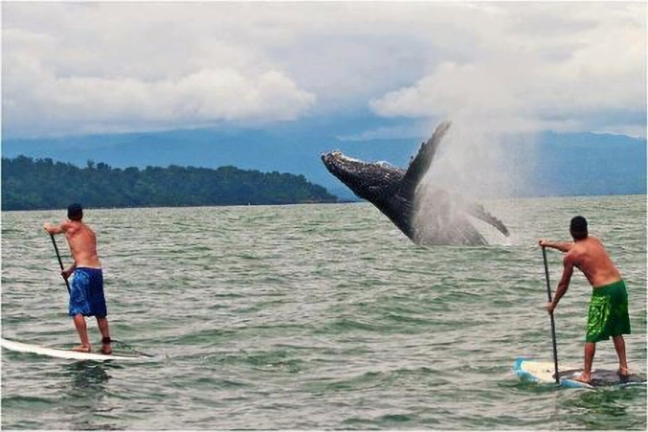 Two menu paddleboarding watching a whale breach